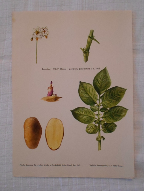 List herbáře kreslený Brambory: 2/249 Daria - cca 1965