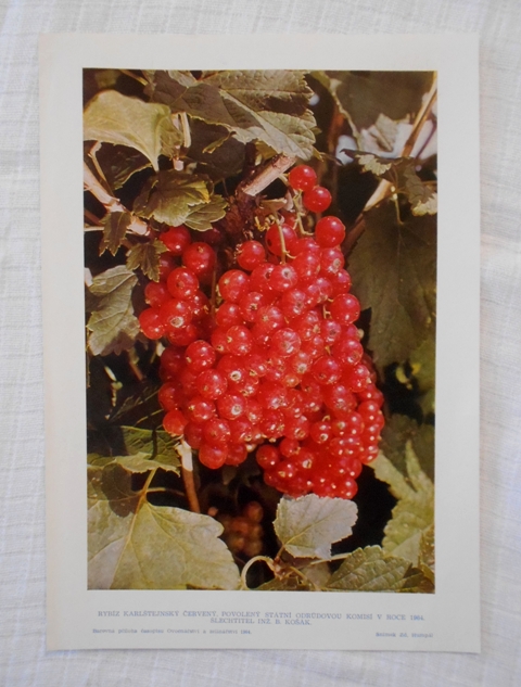 List herbáře fotografický Rybíz karlštejnský červený - 1964