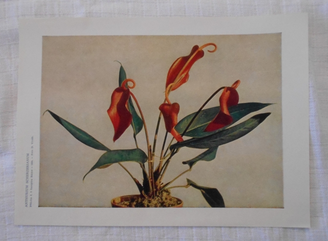 List herbáře fotografický Toulitka Scherzerova ( Anthurium scherzerianum ) - 1964