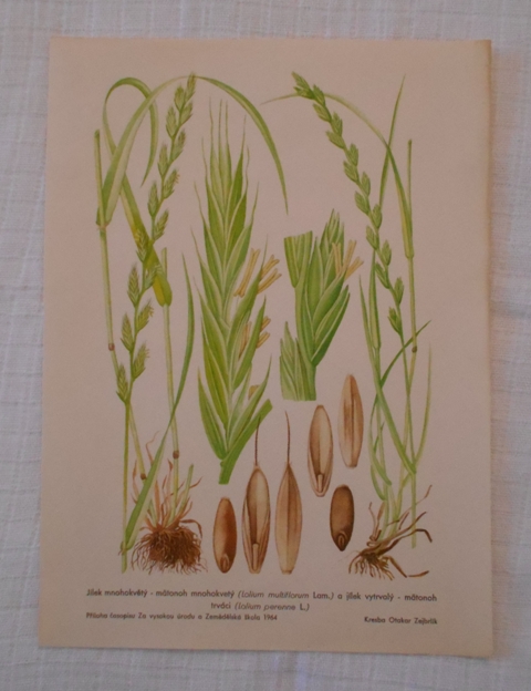 List herbáře kreslený Jílek mnohokvětý Jílek vytrvalý - cca 1965