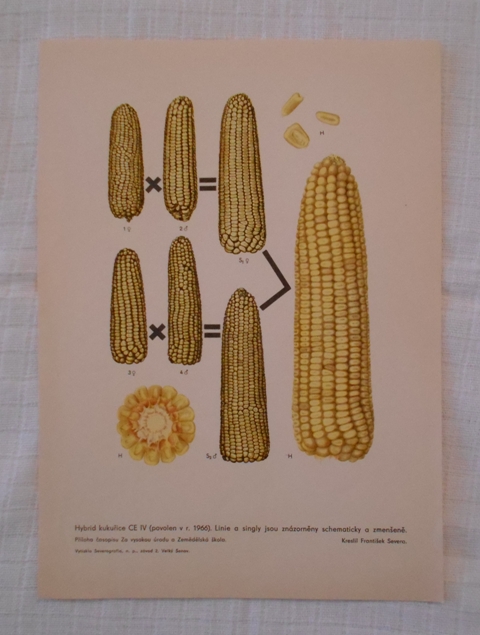 List herbáře kreslený Hybrid kukuřice CE IV - cca 1967
