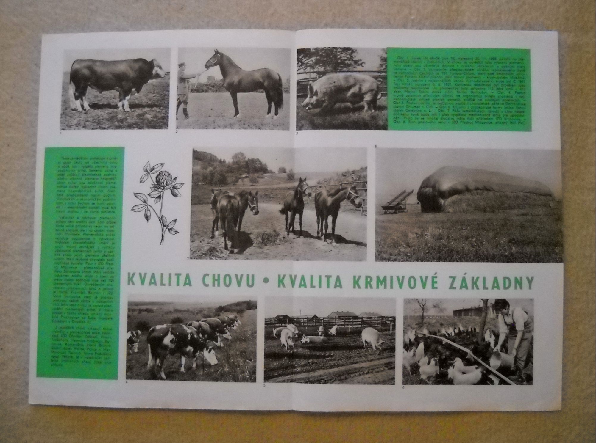 Kvalita chovu - Kvalita krmivové základny - Příloha časopisu Náš chov č. 12/1965