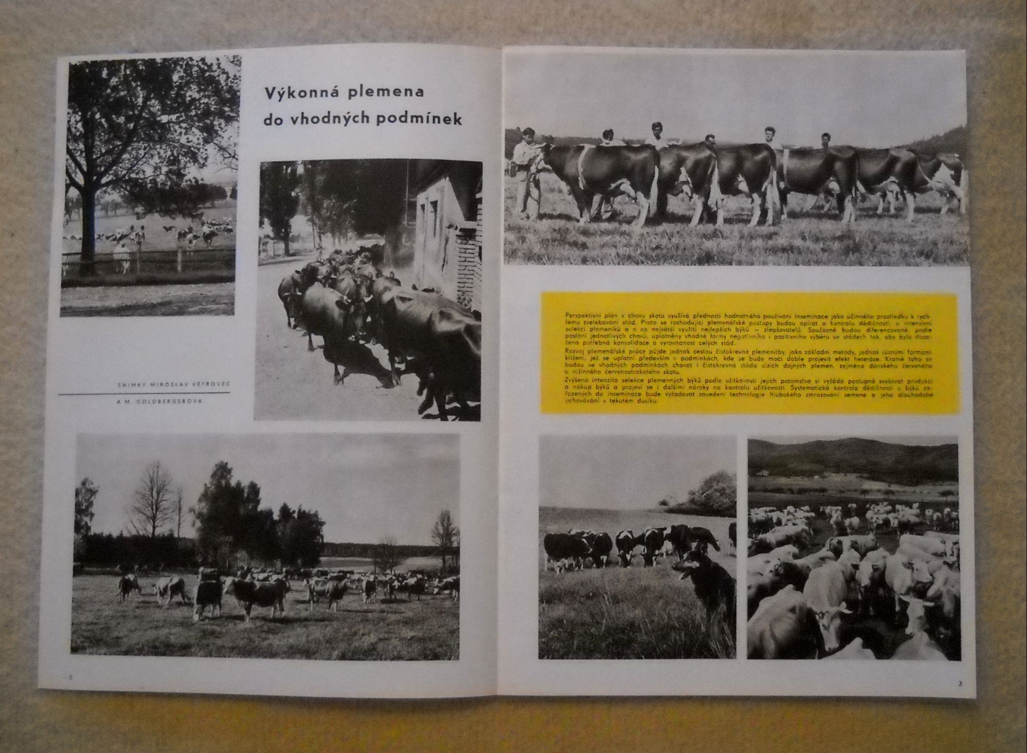 Současná úroveň plemenářství - Příloha časopisu Náš chov 1965