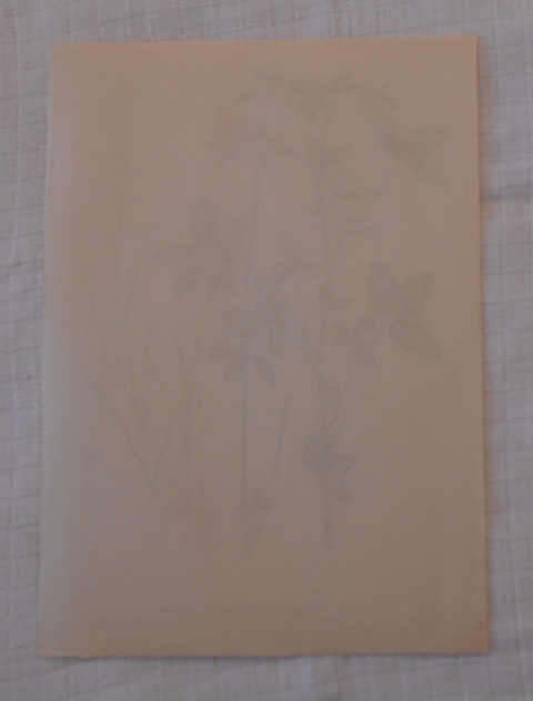 List herbáře kreslený Jetel luční a Jílek vytrvalý - cca 1965