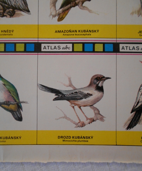 Atlas abc - Příroda Vzácní ptáci Kuby - původní list 8 kartiček