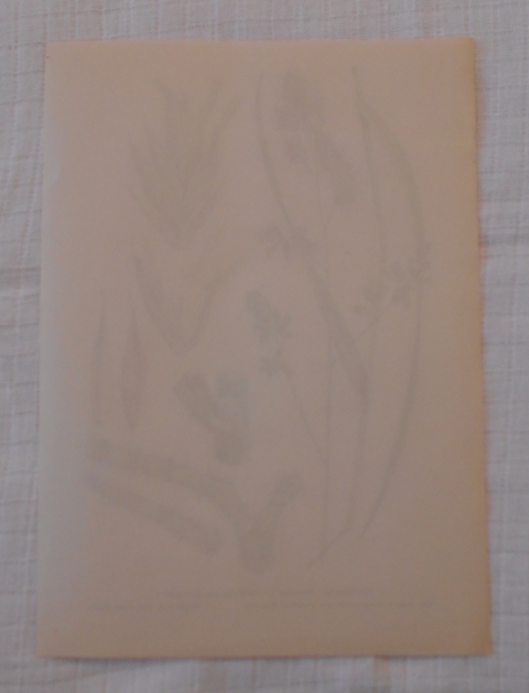 List herbáře kreslený Srha říznačka - cca 1965