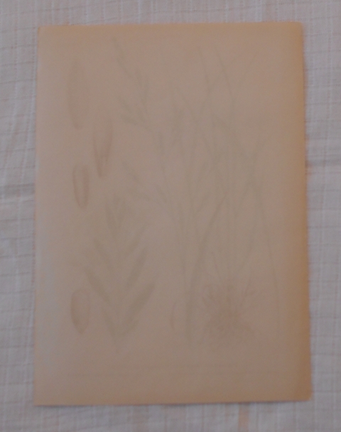 List herbáře kreslený Kostřava luční - cca 1965