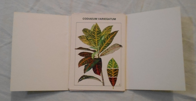 Sada sběratelských karet Pokojové květiny a jejich pěstování - Flora Olomouc