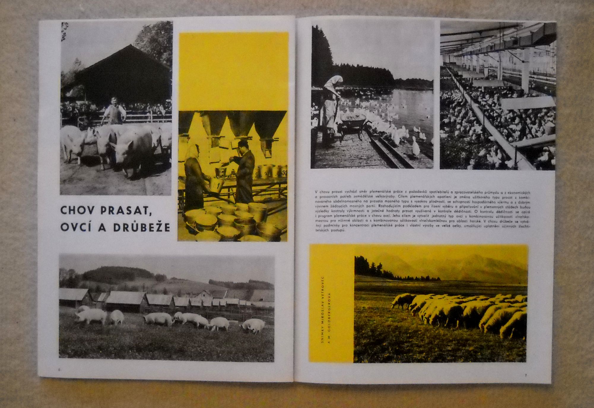 Současná úroveň plemenářství - Příloha časopisu Náš chov 1965