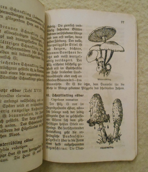 E. Walther, A. Grimm - Taschenbuch für Pilzsammler - 1918