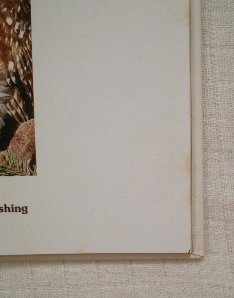 Jennifer Coldrey - The Owl in the Tree - 1988 anglicky