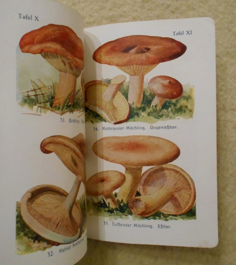E. Walther, A. Grimm - Taschenbuch für Pilzsammler - 1918