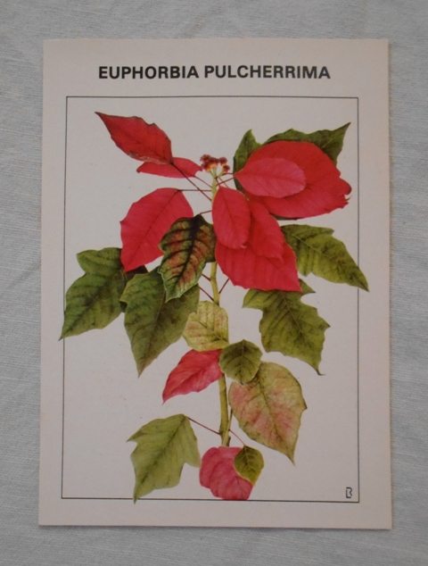 Sada sběratelských karet Pokojové květiny a jejich pěstování - Flora Olomouc