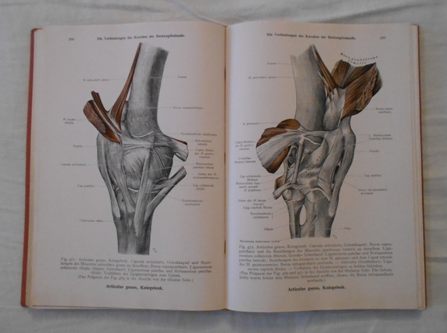 Toldts Anatomischer Atlas für Studierende and Ärzte Erster Band - 1945 - německy