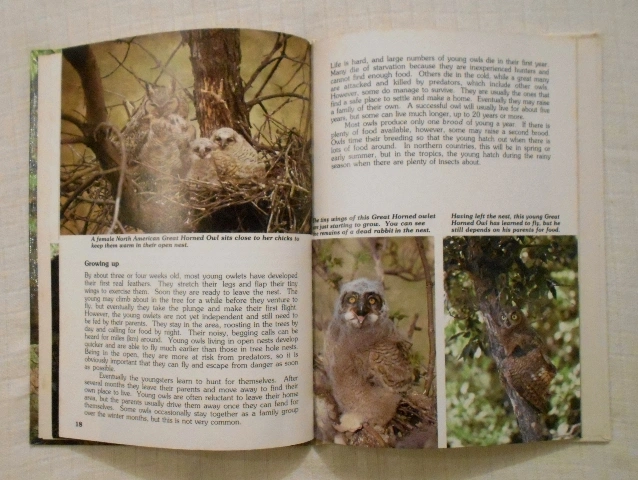 Jennifer Coldrey - The Owl in the Tree - 1988 anglicky