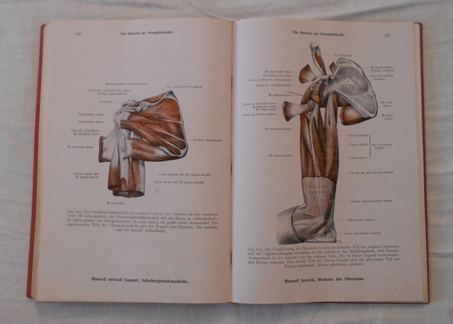 Toldts Anatomischer Atlas für Studierende and Ärzte Erster Band - 1945 - německy