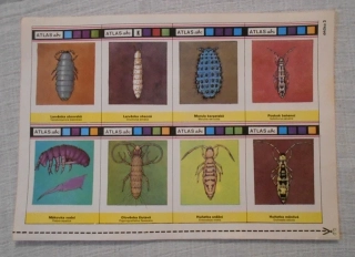 Atlas abc - Příroda Fauna Chvostoskoci - původní list 8 kartiček - 1985