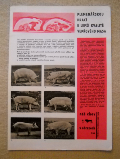 Plemenářská práce v chovu prasat - Příloha časopisu Náš chov č. 9/1965