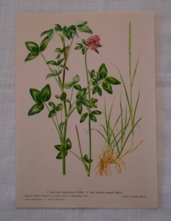 List herbáře kreslený Jetel luční a Jílek vytrvalý - cca 1965