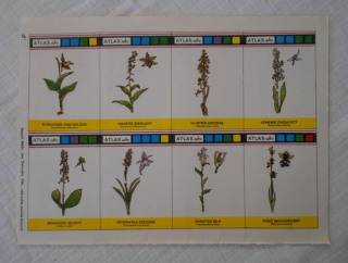 Atlas abc - Příroda Flóra Evropské orchideje - původní list 8 kartiček