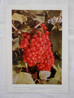 List herbáře fotografický Rybíz karlštejnský červený - 1964