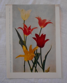 List herbáře fotografický Novinky liliokvětých tulipánů - 1965