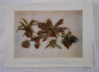 List herbáře fotografický Broméliovité Kryptantusy ( Skrytěnce ) - 1964