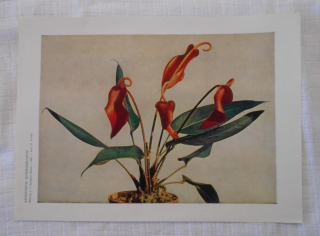 List herbáře fotografický Toulitka Scherzerova ( Anthurium scherzerianum ) - 1964