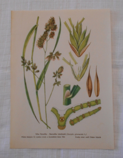 List herbáře kreslený Srha říznačka - cca 1965