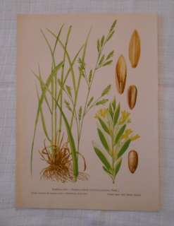 List herbáře kreslený Kostřava luční - cca 1965