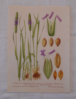 List herbáře kreslený Bojínek luční Psárka luční - cca 1965