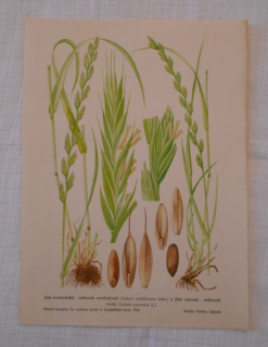 List herbáře kreslený Jílek mnohokvětý Jílek vytrvalý - cca 1965
