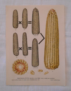 List herbáře kreslený Hybrid kukuřice CE III Ms - cca 1965