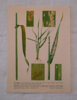 List herbáře kreslený Rez pšeničná a Padlí travní - cca 1965