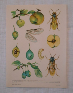 List herbáře kreslený Pilatka jablečná Pilatka švestková - 1966